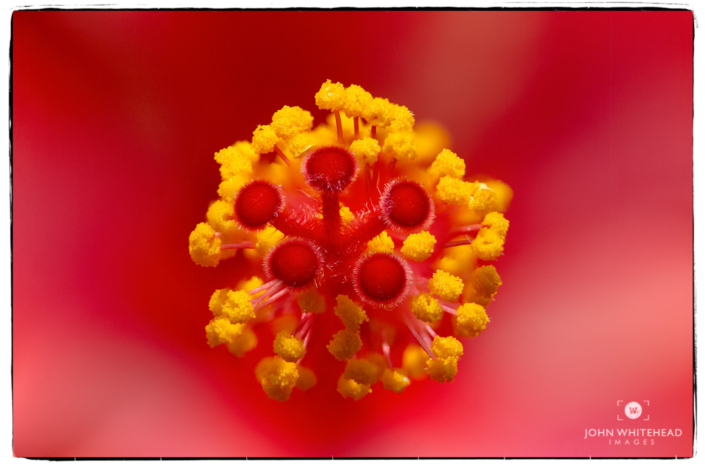 hibiscus stack.jpg