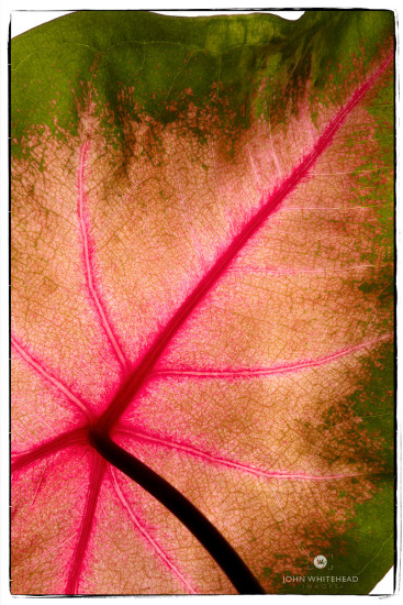 Leaves and Nature