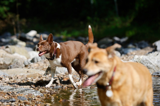 Amy's Dogs