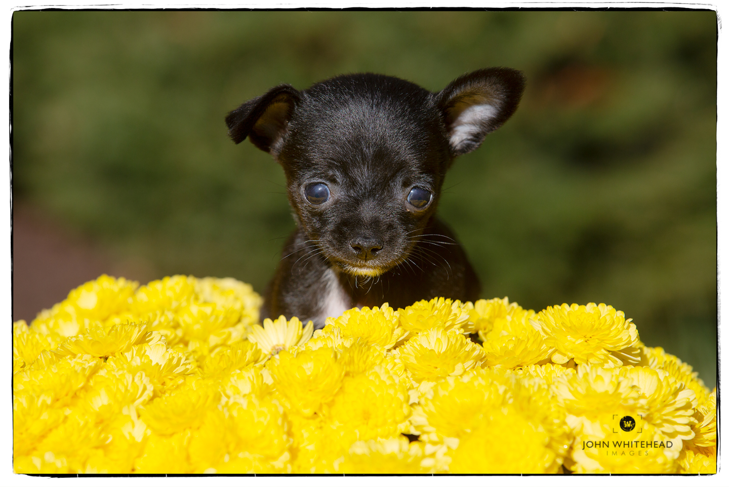 Amazing 1lb Chihuahua Puppy Portrait