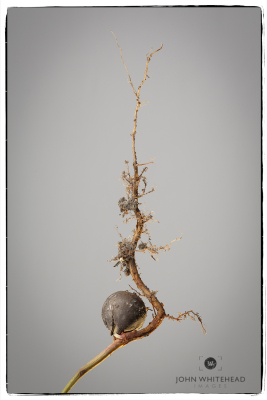 Macro oak acorn sprouting photograph by John Whitehead Images.
