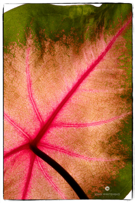 Macro Leaf photograph by John Whitehead Images.