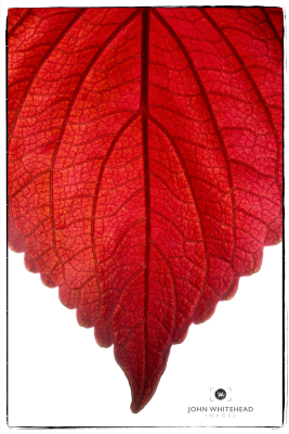 Macro Leaf photograph by John Whitehead Images.